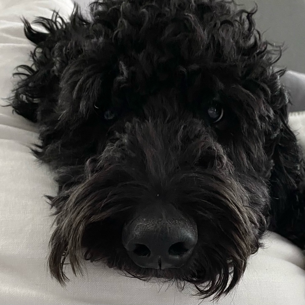Meet your Posher, Maggie